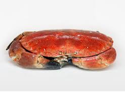 Sapateira Cozida Congelada (800g-1kg) - Frijobel