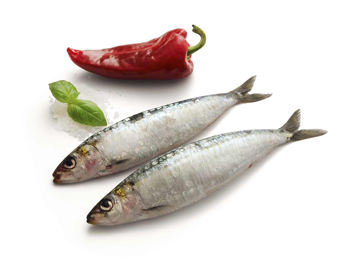 Sardinha Portuguesa em Saco 850gr - Frijobel